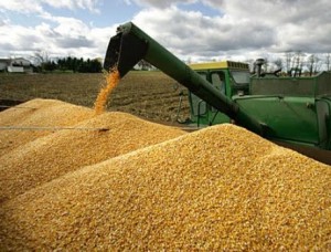 الزراعة ترفض إدخال شحنتي ذرة لتلف فوق المسموح