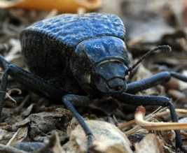 حشرات سوداء غريبة تصيب 20 طالبا في الكرك