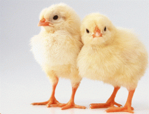 انخفاض إنتاج الأردن من الصيصان