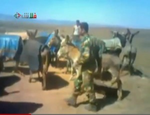 جرائم النظام السوري تطال الحمير - فيديو