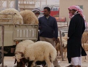 الأمانة ترفض طلب تجار باعادة سوق الماشية لسحاب