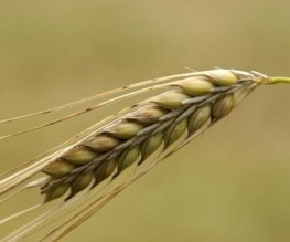 الاحصاءات : إنتاجنا من القمح يكفينا 17 يوما فقط