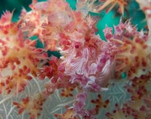 إحباط تهريب مرجان نادر من العقبة