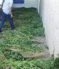 الشونة الجنوبية: القبض على مواطن يزرع (الماريغجوانا) في (حوش) منزله