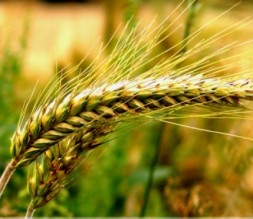 الاردن يرفع مخزونه من القمح الى 630 الف طن