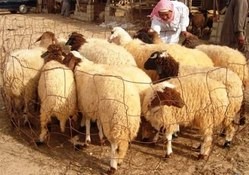 إدخال 756 رأسا من الأغنام والعجول الأثيوبية المريضة وبيعها في الأسواق