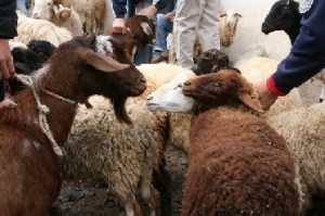 3.6مليون كلغم لحوم حصيلة أضاحي الأردنيين