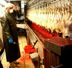 القطرانة : عاملو’ الدواجن الوطنية’ يضربون عن العمل