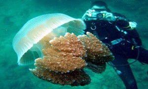 كاميرا حديثة للتصوير تحت الماء