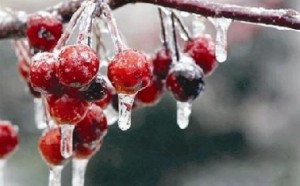 الصقيع تضرب 30 ألف دونم