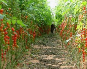 تلف 80 % من انتاج البندورة في المزار الجنوبي