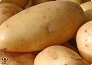 البطاطا الإسرائيلية تغزو الأسواق ... ورفض الاستيراد من دول عربية