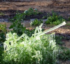 تحذير من الصقيع خلال الايام المقبلة