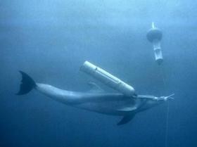 دلافين مدربة على رصد الألغام تفتح مضيق هرمز إذا أغلقته إيران