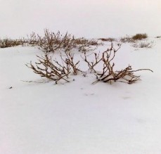 ثلوج بعجلون وانجماد بالبادية