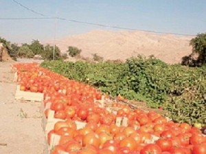 15 مليون دينار خسائر مزارعي البندورة