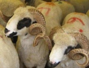 تصديرالأغنام الأردنية إلى السعودية