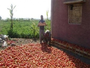 «الزراعة» ترفض دخول شاحنات بندورة قادمة من «غزة» لأول مرة