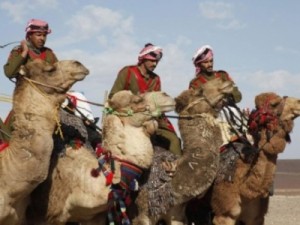 أزمة أغنام البادية الشمالية: إطلاق نار بالهواء وضبط أسلحة  .. والعراب اول من فتح ملف القضية