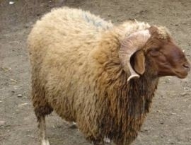 أبناء البادية الشمالية يطالبون الحكومة تقديم ايضاحات حول تهريب المواشي