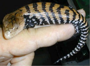 موضوع القبض على سارق "سحلية" نادرة وغالية الثمن بتلاع العلي