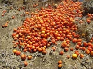 مزارعو الأغوار يتخلصون من البندورة بإلقائها في الوديان.. وخسائر وصلت لـ 30 مليون دينار