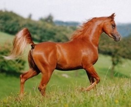 حضر للأردن لشراء خيول فوقع ضحية لـ "محتال عملة"