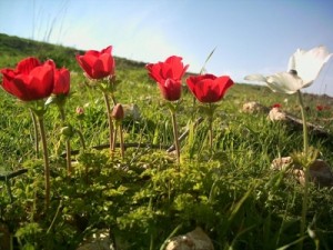 انتهى فصل الشتاء .. الاعتدال الربيعي غدا