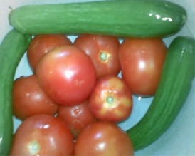 التصدير للأسواق العربية يدفعان باسعار البندورة والخيار للأرتفاع