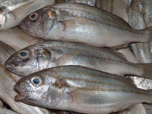 إرتفاع إنتاج الأردن للأسماك 15 % العام الماضي