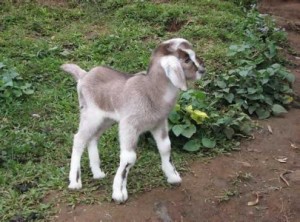 إصابتان وإطلاق نار على الشرطة في أبو نصير بسبب عنزة