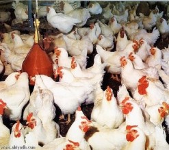 الزراعة تمنع طرح الدجاج المميز" أو "بيض نباتي" 100% " بدون ترخيص