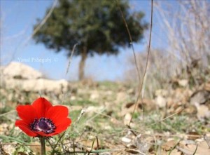 الجمعة : أجواء ربيعية معتدلة في معظم المناطق