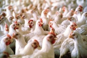 إغلاق مسلخ دواجن وملحمة وإتلاف لحوم في اربد