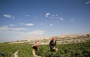 مزارعون في الاغوار يعلنون إنشاء اتحاد عام مستقل