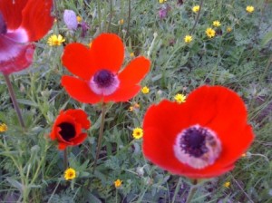 الأحد : أجواء ربيعية في مختلف المناطق