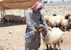 الكرك: أسوأ موسم جفاف .. والحكومة غائبة