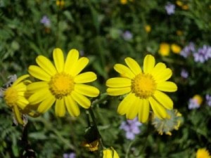 طقس معتدل إلى حار نسبيا حتى السبت