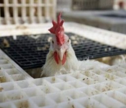 اﻛﺗﺷﺎف إﺻﺎﺑﺎت ﺑـ "اﻟﻧﯾوﻛﺎﺳل" ﻓﻲ ﻣزارع ﺑﺈرﺑد وﻋﺟﻠون