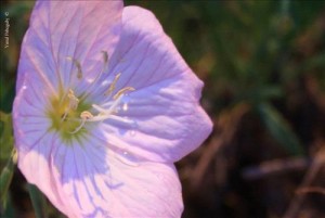 الثلاثاء : ارتفاع على درجات الحرارة