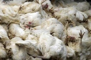 ضبط 200 كغم من الدواجن النافقة لبيعها للمطاعم بمادبا