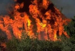 حريق يأتي على عدد من الاشجار الحرجية في عجلون