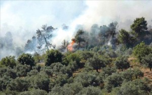 احراش الصفصافة تحترق.. الآن