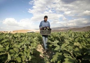 احتجاج المزارعين على عدم تأجيل أقساطهم وإلغاء الفوائد عن قروضهم