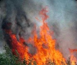 الصفصافة تحترق من جديد والفاعل مجهول