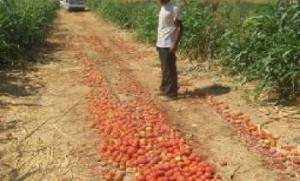 موجة الحر تؤثر على محاصيل البندورة والعنب وتنذر بزيادة اسعارها