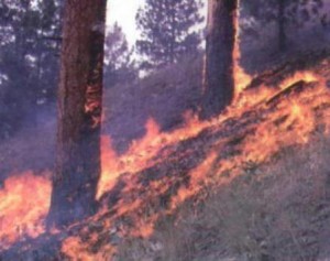 عجلون: التحقيق مع مشتبه بهم في حريق الصفصافة