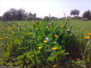 الطقس: انخفاض على درجات الحرارة