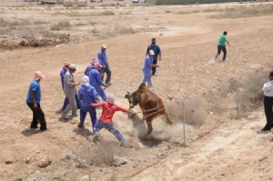 الزرقاء:ثور هائج يقتل عامل مصرى في الضليل
