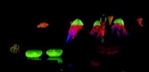 خواطر الظلام السعودي .. يفوز بلقب Arabs Got Talent .. فيديو